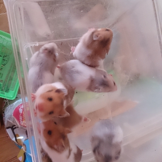 ｺﾞｰﾙﾃﾞﾝﾊﾑｽﾀｰ　ﾍﾞﾋﾞｰ