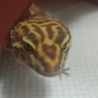 急募！！！ヒョウモントカゲモドキ