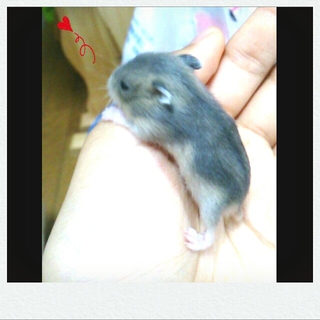 ジャンガリアンハムスターの赤ちゃん☆