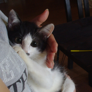 とっても可愛い子猫です！