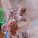 ｺﾞｰﾙﾃﾞﾝﾊﾑｽﾀｰ　ﾍﾞﾋﾞｰ