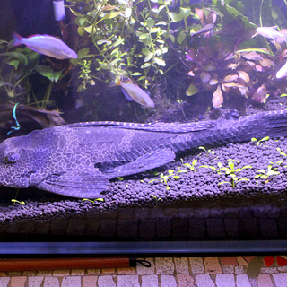 マーブルセルフィンプレコ里親募集！