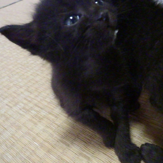 くろねこ　陸(仮名）です