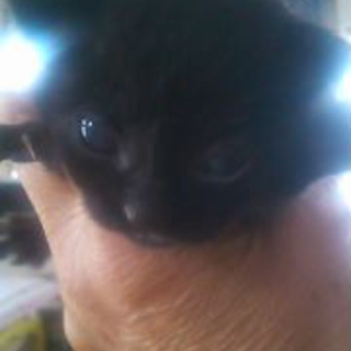 動物大好きのお家にお嫁入りが決まりました。