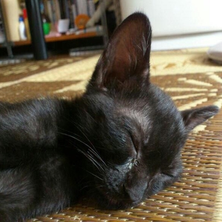かわいい黒猫ちゃん