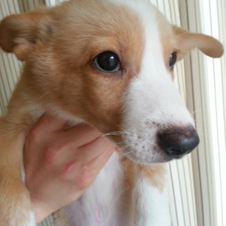 仔犬コーギーバセンジーmix？チャロくん
