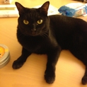 童顔のかわいい黒猫さんです