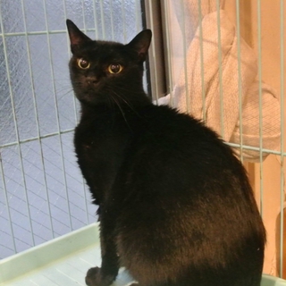 目が大きく美しい黒猫、不妊手術・ワクチン済　