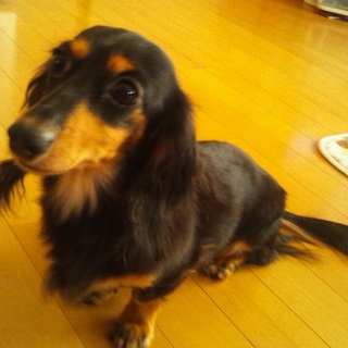 ミニチュアダックス　４才　メス