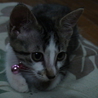 里親さん決定しました(*´ω｀*) サムネイル4