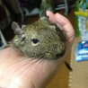 里親決定しました！ サムネイル2