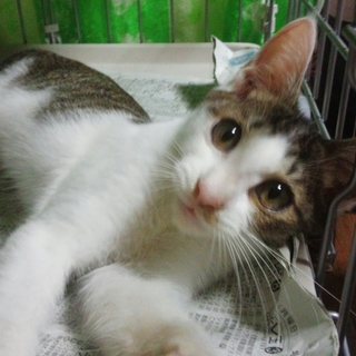 子猫の里親さん募集！