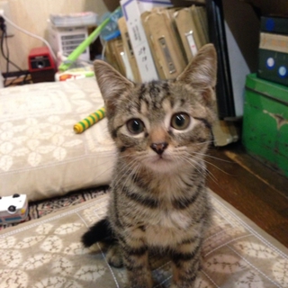 キジトラカギしっぽ
