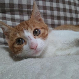 可愛い茶白あまめ君