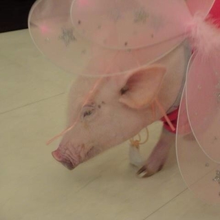 ミニブタを飼ってくれる方いませんか？