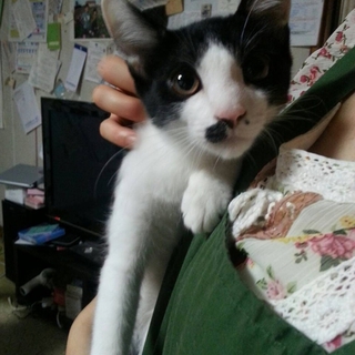 たろちゃん。白黒のはちわれの男の子。三ヶ月。