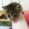 子猫の里親さん募集します サムネイル2