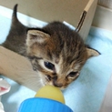 子猫の里親さん募集します