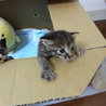 子猫の里親さん募集します サムネイル3