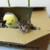 子猫の里親さん募集します サムネイル4