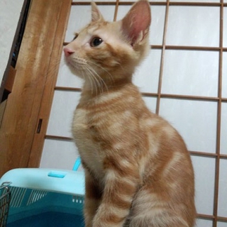 おっとり、茶色の男の子