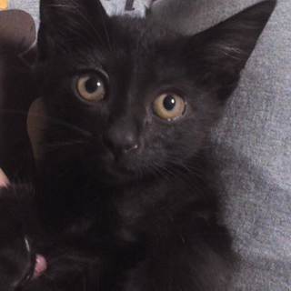 黒猫くんの里親さんが決定しました！
