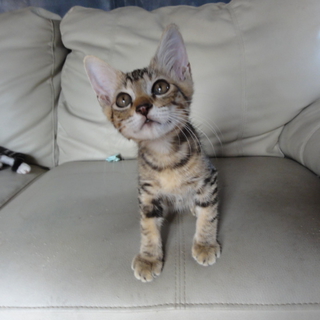 綺麗でかわいい顔の子猫３兄弟の♂です。