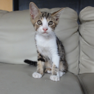 綺麗でかわいい顔の子猫３兄妹の♂です。