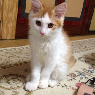 ３ヵ月の長毛２匹短毛２匹＆１歳の母猫