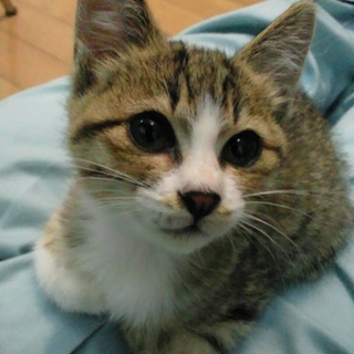 迷い猫を拾いました