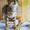 のび太くんみたいなキジトラのトラットラ サムネイル5