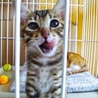 のび太くんみたいなキジトラのトラットラ サムネイル3