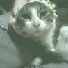 優しい成猫　男の子　大人しいです。 サムネイル3