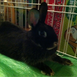 ミニウサギ♀ 1歳