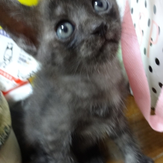 9月以降の譲渡＊黒子猫＊