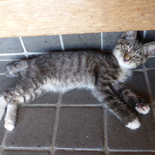 子猫の里親を募集しています
