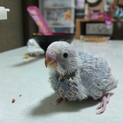 セキセイインコの雛の里親の募集　３羽います