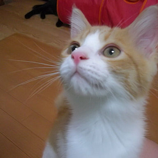 GS（ガススタ）コンビ！茶白のシェル