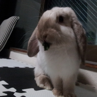 ホーランドロップ