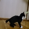 ハチワレ女子の里親募集 サムネイル4