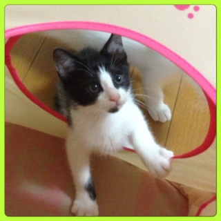 ☆子猫の里親募集☆