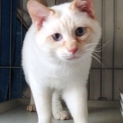 猫白血病なんだけどね･･･