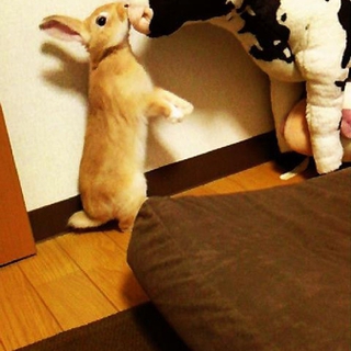 ミニウサギオス2歳
