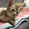 トラネコたちの里親募集します サムネイル4
