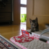 トラネコたちの里親募集します サムネイル7