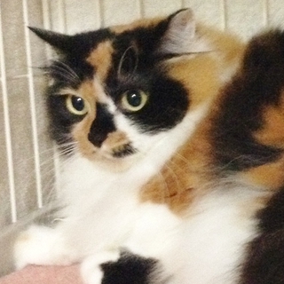 ゴージャス・ミケ長毛　二才ぐらい