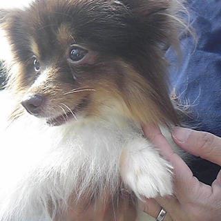 再募集。小さな２キロのポメラニアン