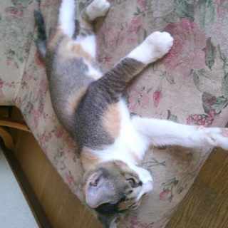 三毛猫、女の子