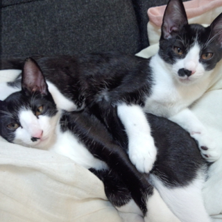 黒白のハチワレ兄弟子猫達です。
