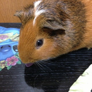 6ヶ月 男の子のモルモットです☆